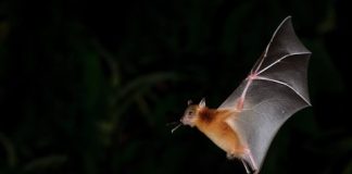 Vodafone, Tiami Networks test tech that turns smartphones into radars