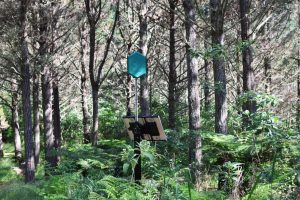 Spark, Dryad Deploy Ultra-Early Fire Detection at Waitangi Endowment Forest